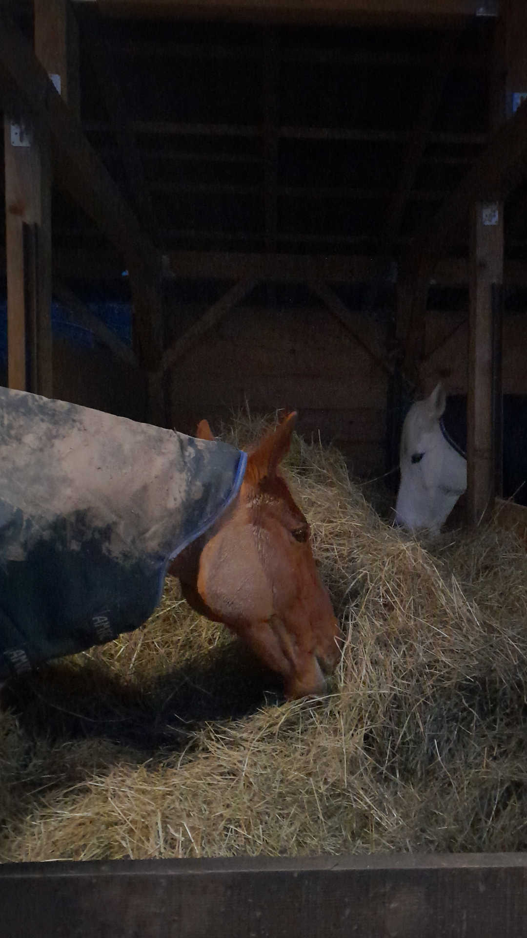 Foin à volonté entre copains